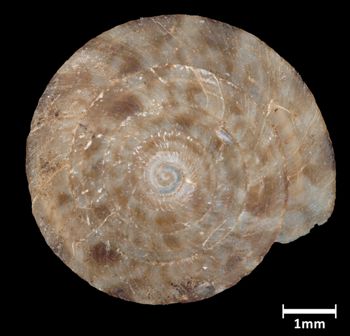 Media type: image;   Malacology 298477 Aspect: apical